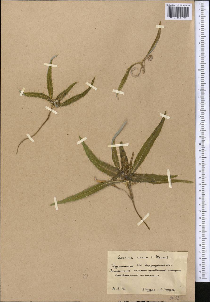 Cousinia annua C. Winkl., Middle Asia, Karakum (M6) (Turkmenistan)