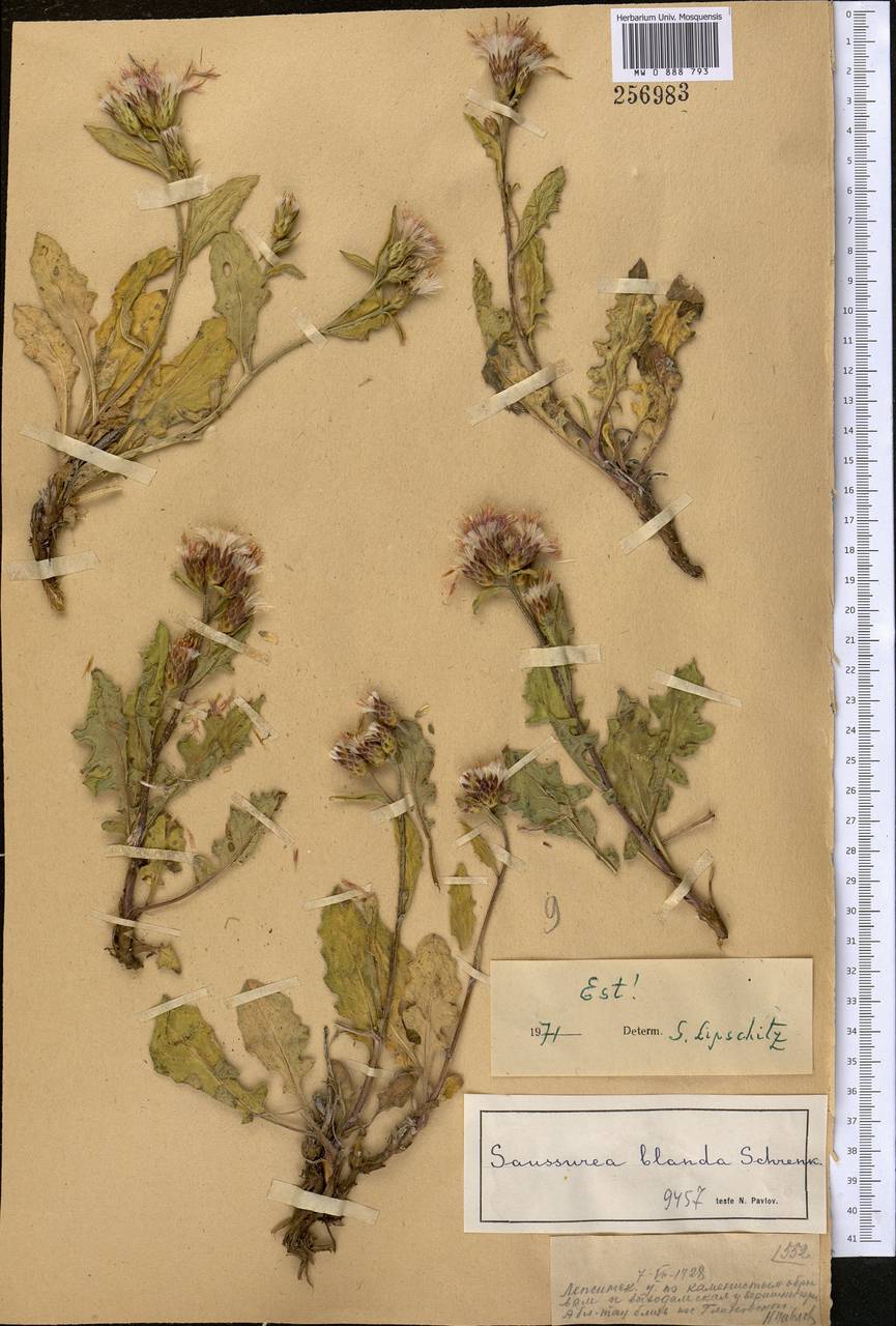 Saussurea blanda Schrenk, Middle Asia, Dzungarian Alatau & Tarbagatai (M5) (Kazakhstan)