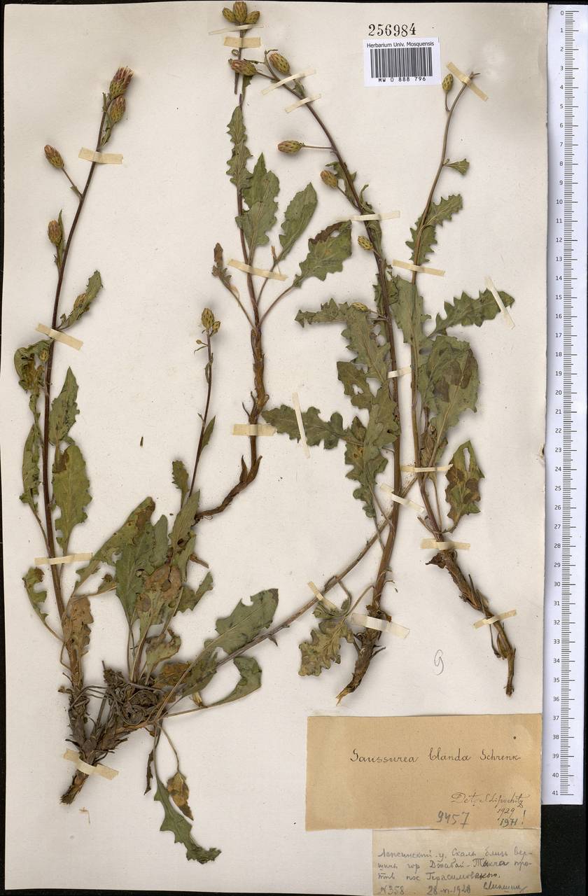 Saussurea blanda Schrenk, Middle Asia, Dzungarian Alatau & Tarbagatai (M5) (Kazakhstan)