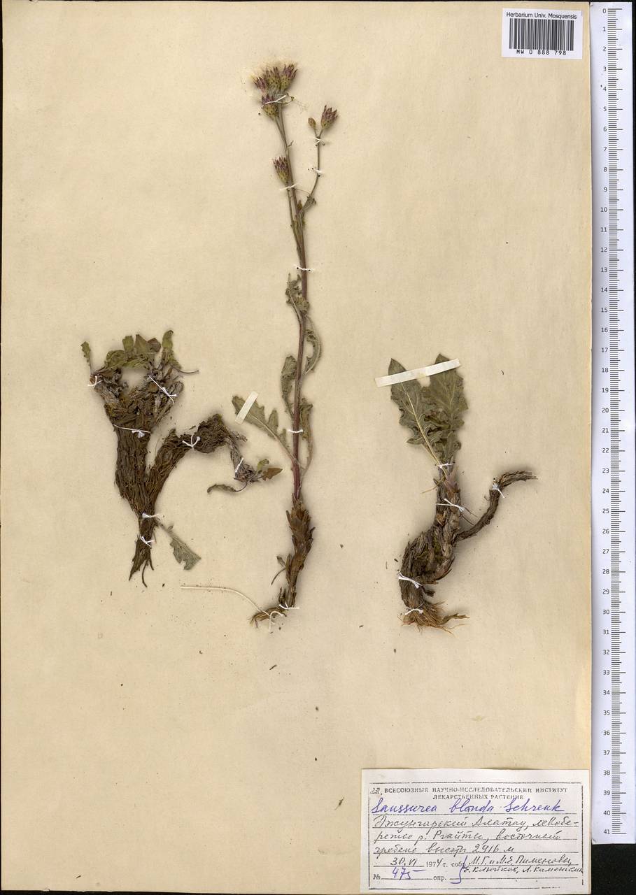 Saussurea blanda Schrenk, Middle Asia, Dzungarian Alatau & Tarbagatai (M5) (Kazakhstan)