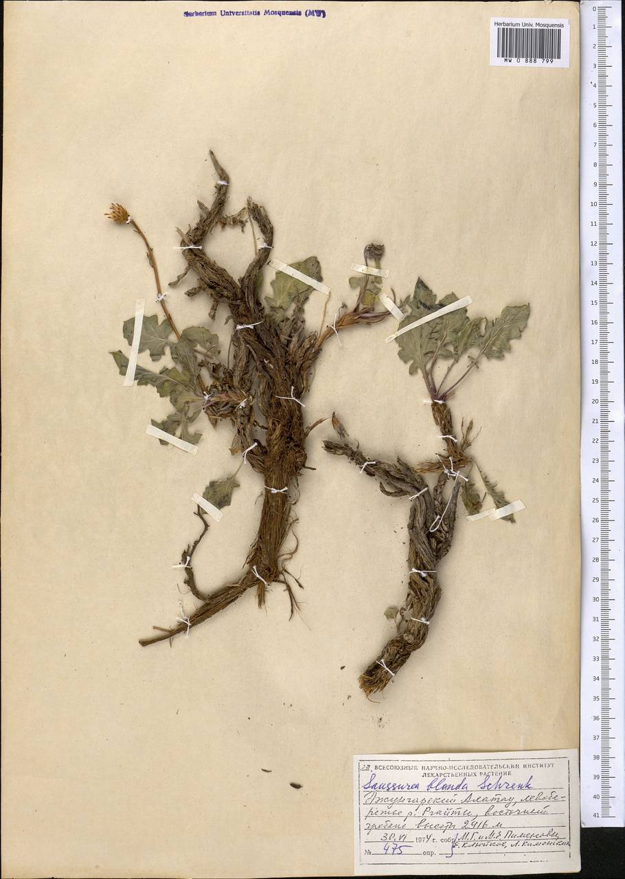 Saussurea blanda Schrenk, Middle Asia, Dzungarian Alatau & Tarbagatai (M5) (Kazakhstan)