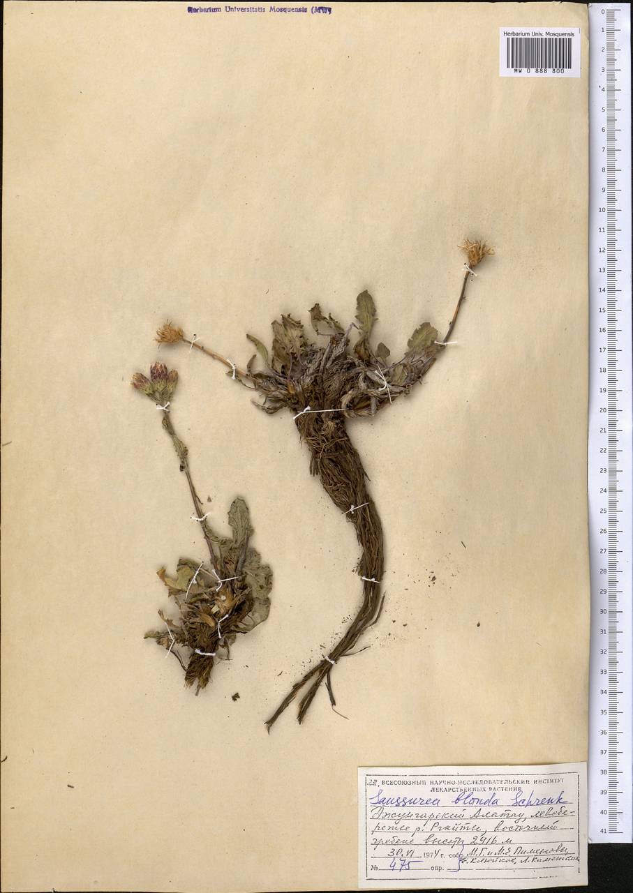 Saussurea blanda Schrenk, Middle Asia, Dzungarian Alatau & Tarbagatai (M5) (Kazakhstan)