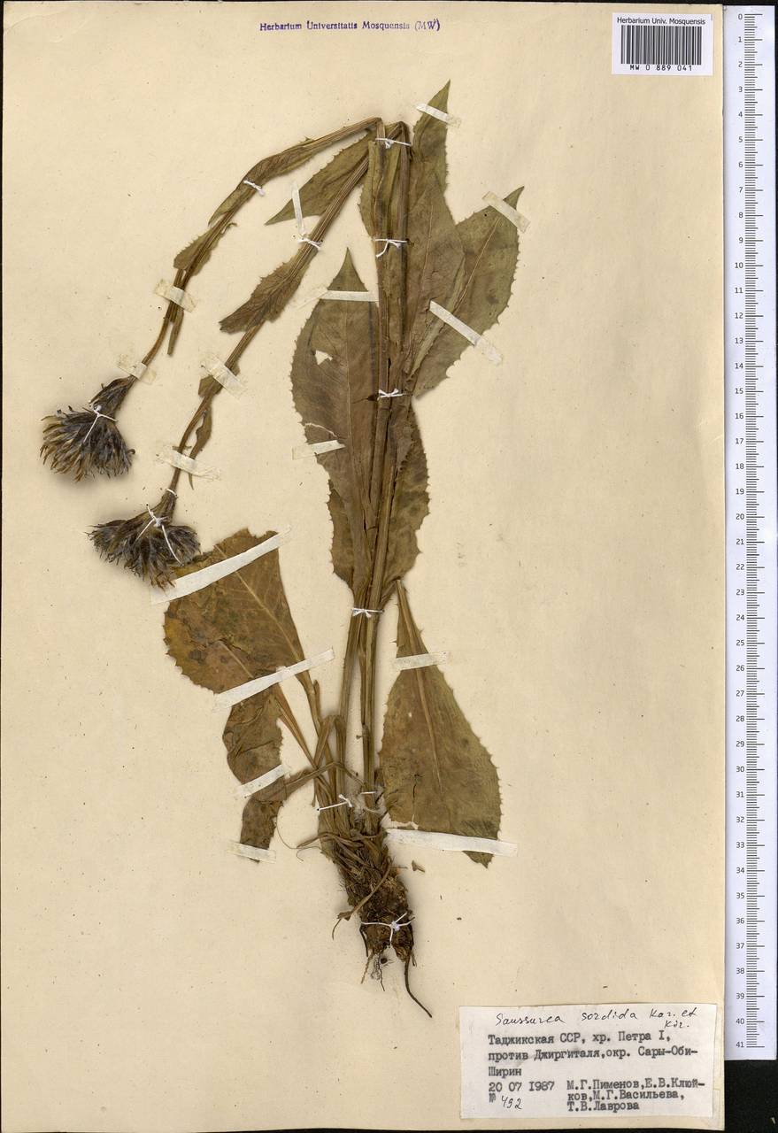 Saussurea sordida Kar. & Kir., Middle Asia, Pamir & Pamiro-Alai (M2) (Tajikistan)