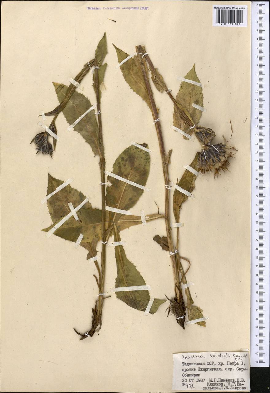 Saussurea sordida Kar. & Kir., Middle Asia, Pamir & Pamiro-Alai (M2) (Tajikistan)