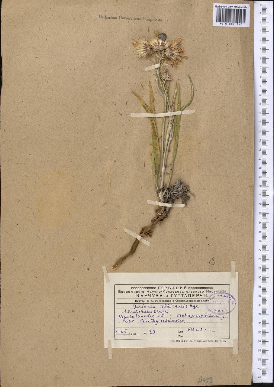 Jurinea albicaulis Bunge, Middle Asia, Muyunkumy, Balkhash & Betpak-Dala (M9) (Kazakhstan)