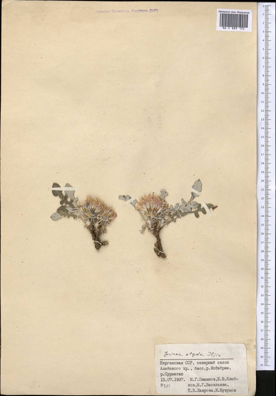Jurinea algida Iljin, Middle Asia, Pamir & Pamiro-Alai (M2) (Kyrgyzstan)