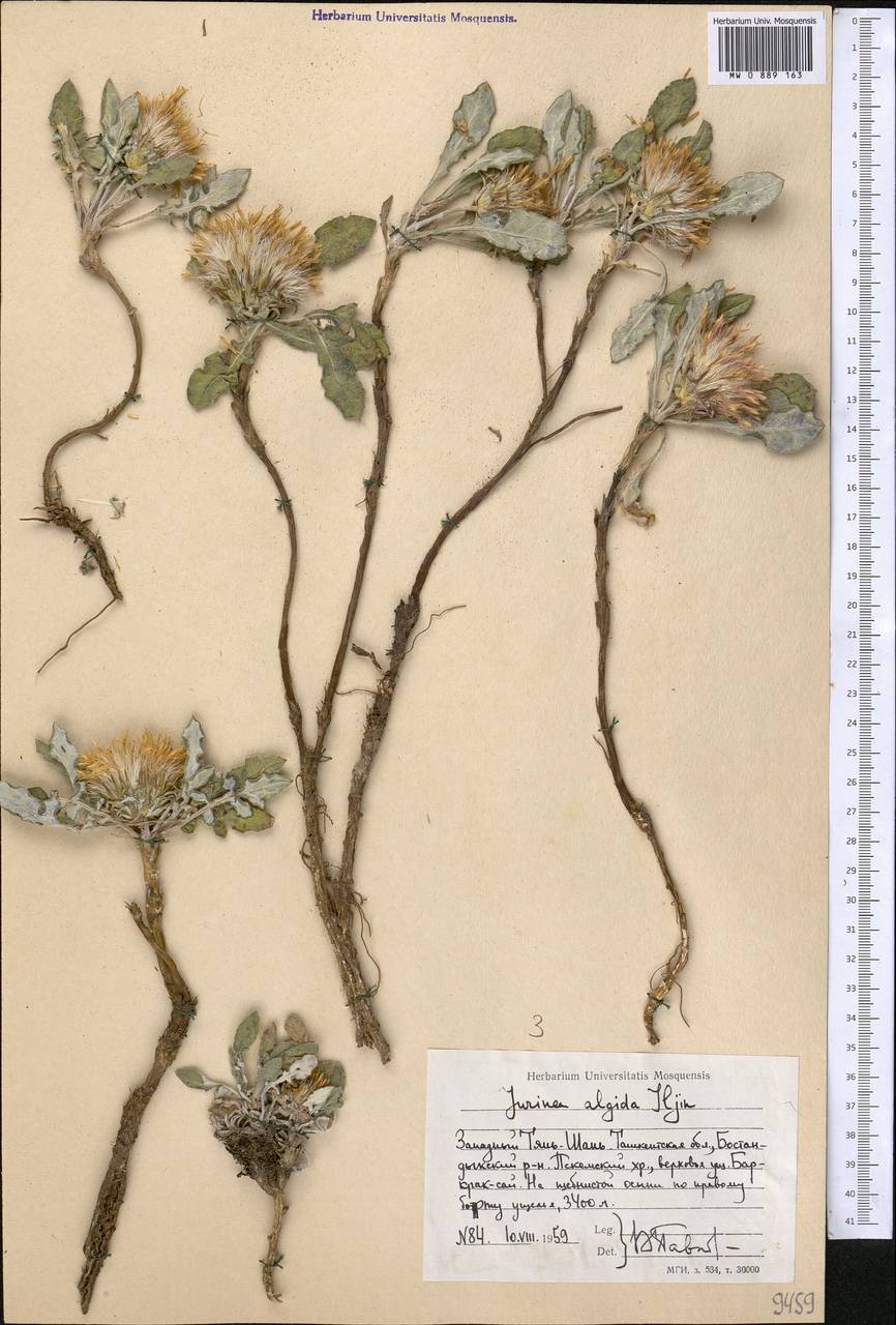 Jurinea algida Iljin, Middle Asia, Western Tian Shan & Karatau (M3) (Uzbekistan)