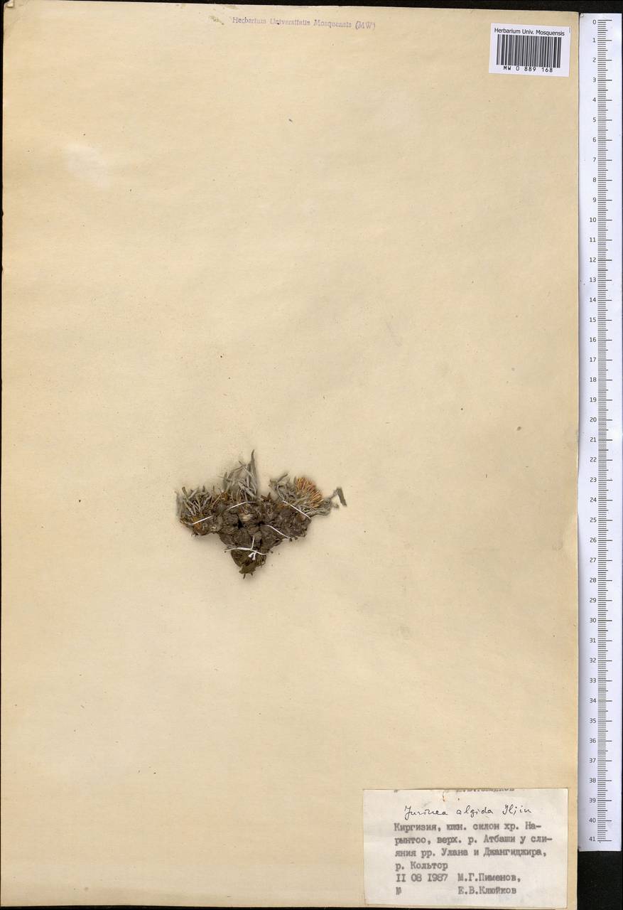 Jurinea algida Iljin, Middle Asia, Northern & Central Tian Shan (M4) (Kyrgyzstan)