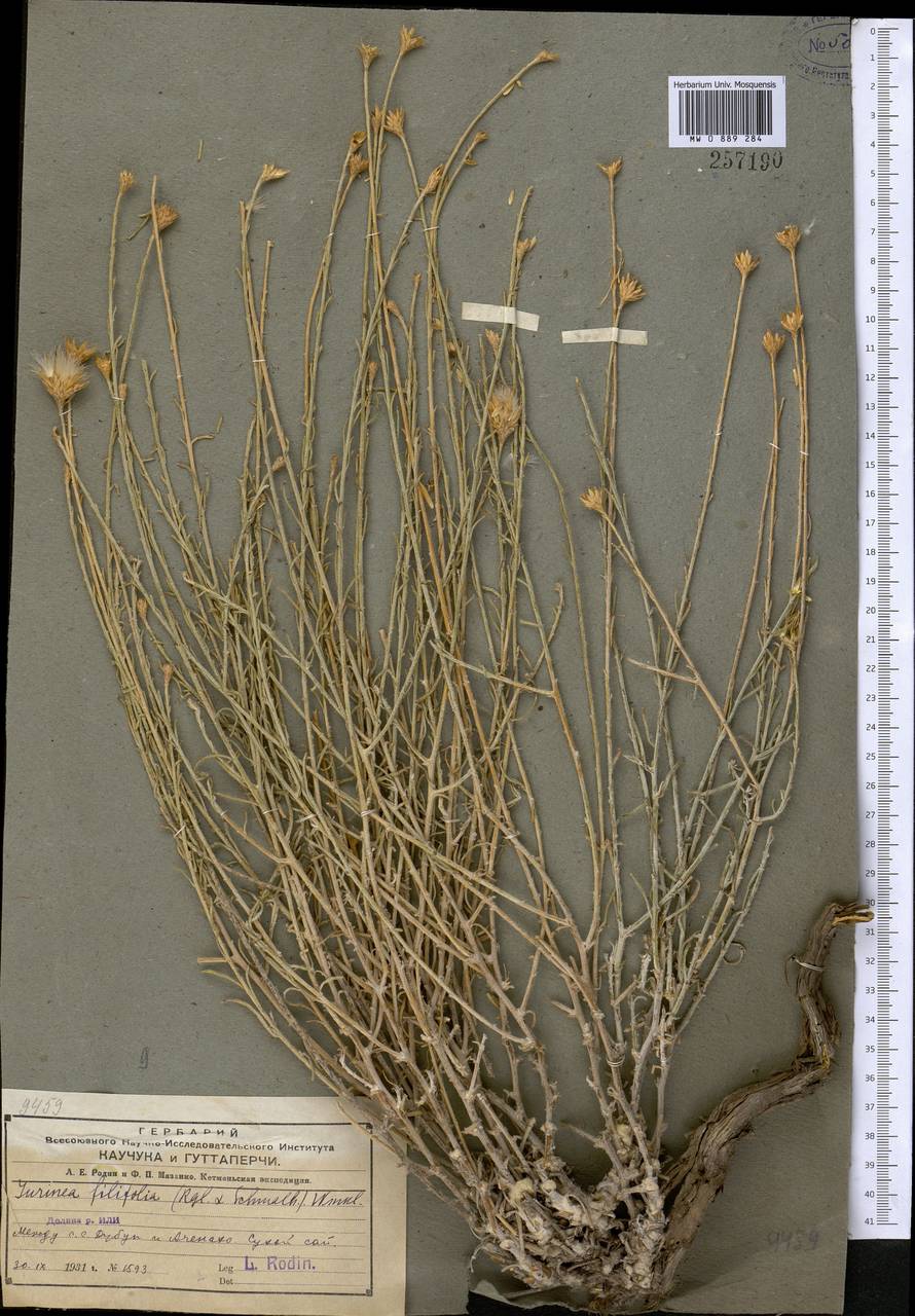 Jurinea filifolia (Regel & Schmalh.) C. Winkl., Middle Asia, Muyunkumy, Balkhash & Betpak-Dala (M9) (Kazakhstan)