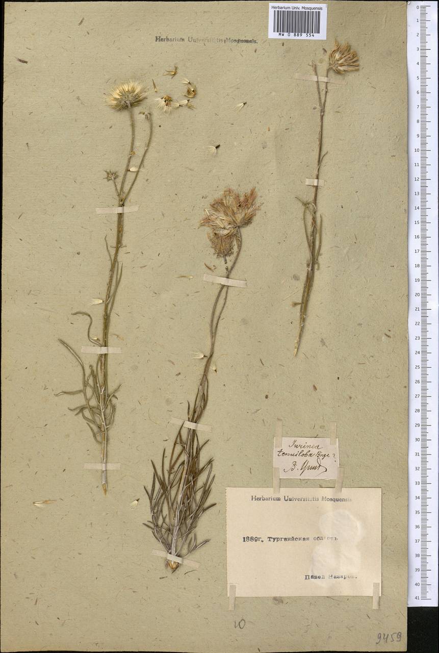 Jurinea tenuiloba Bunge, Middle Asia, Northern & Central Kazakhstan (M10) (Kazakhstan)