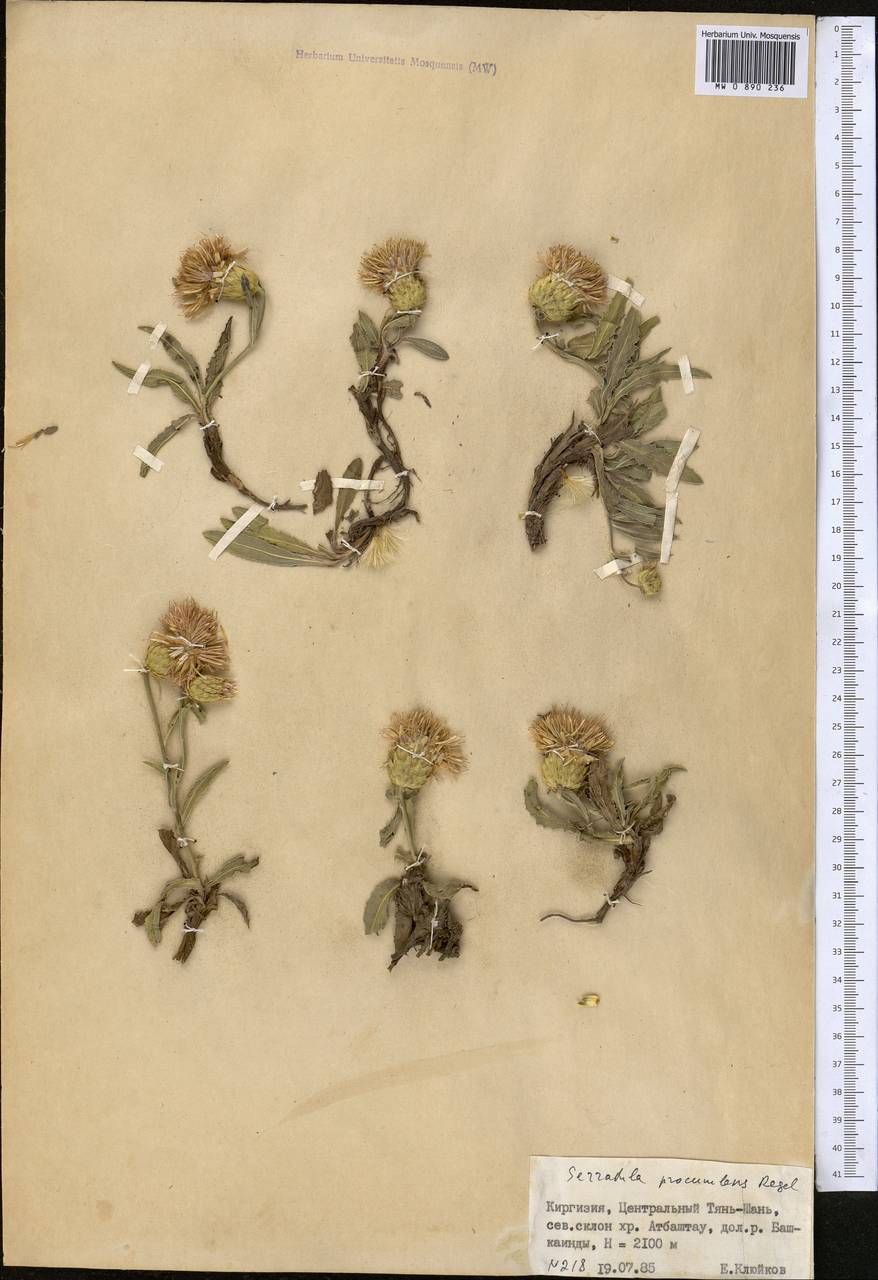 Klasea procumbens (Regel) Holub, Middle Asia, Northern & Central Tian Shan (M4) (Kyrgyzstan)