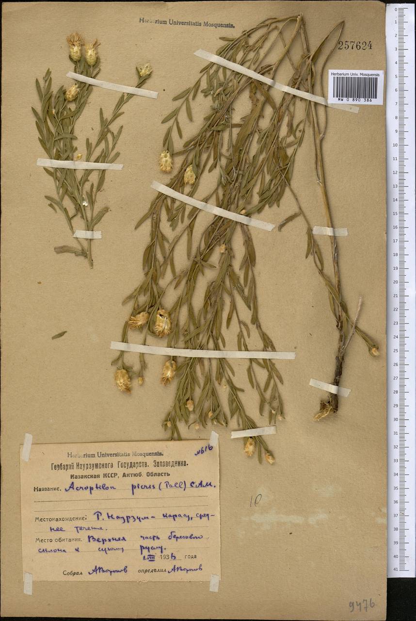 Rhaponticum repens (L.) Hidalgo, Middle Asia, Northern & Central Kazakhstan (M10) (Kazakhstan)