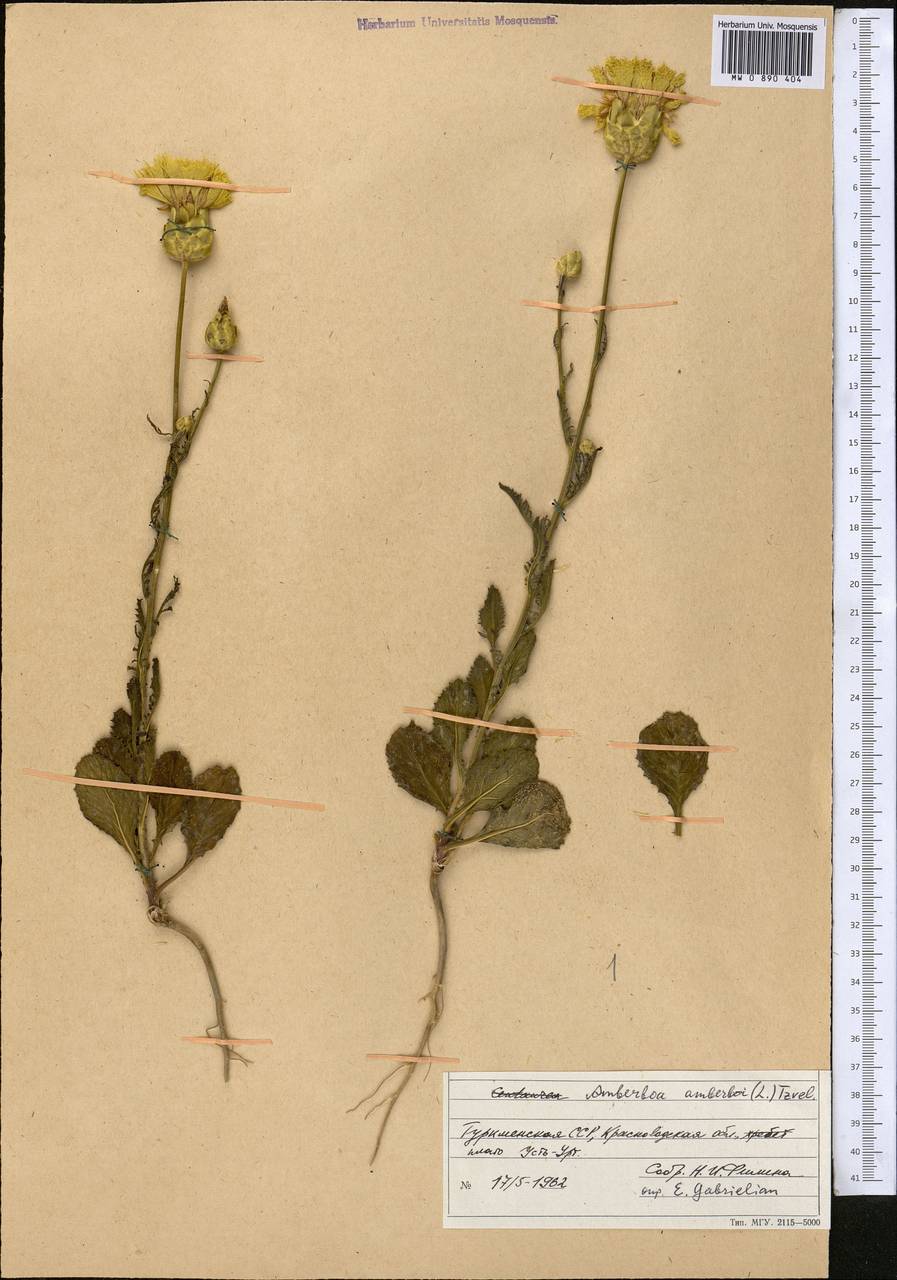 Amberboa amberboi (L.) Tzvelev, Middle Asia, Karakum (M6) (Turkmenistan)