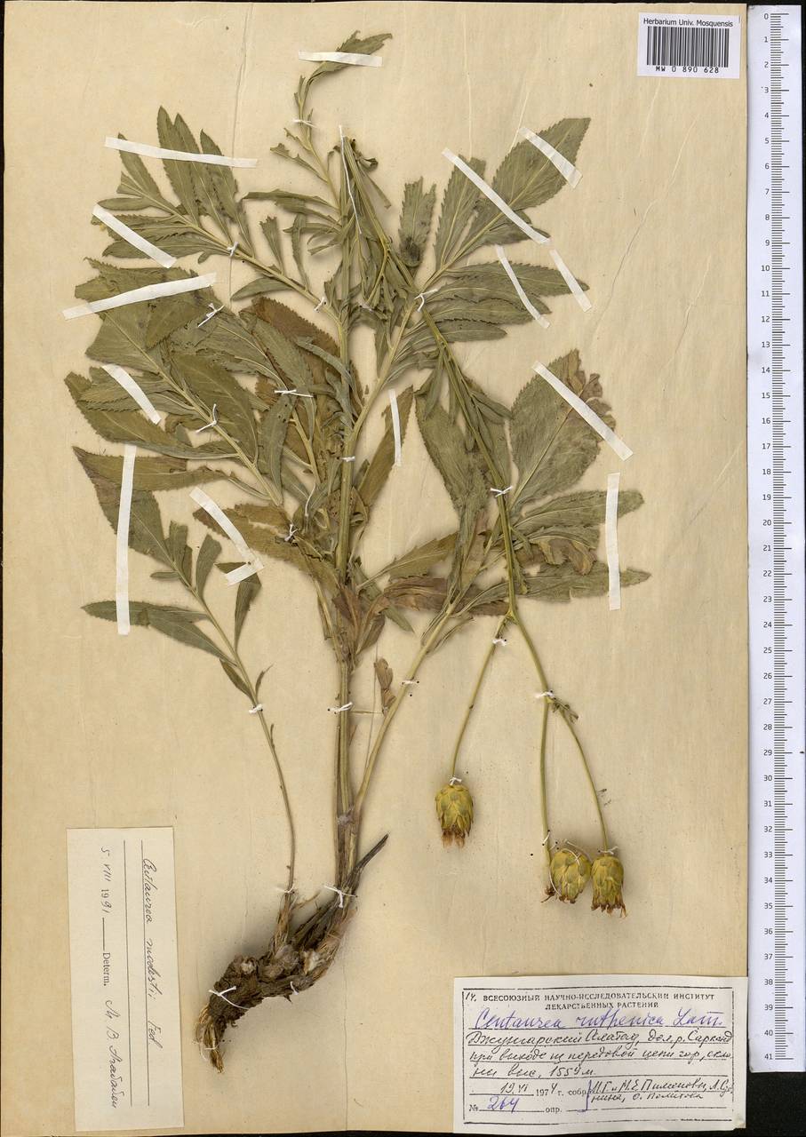 Rhaponticoides modesti (Fed.) Negaresh, Middle Asia, Dzungarian Alatau & Tarbagatai (M5) (Kazakhstan)