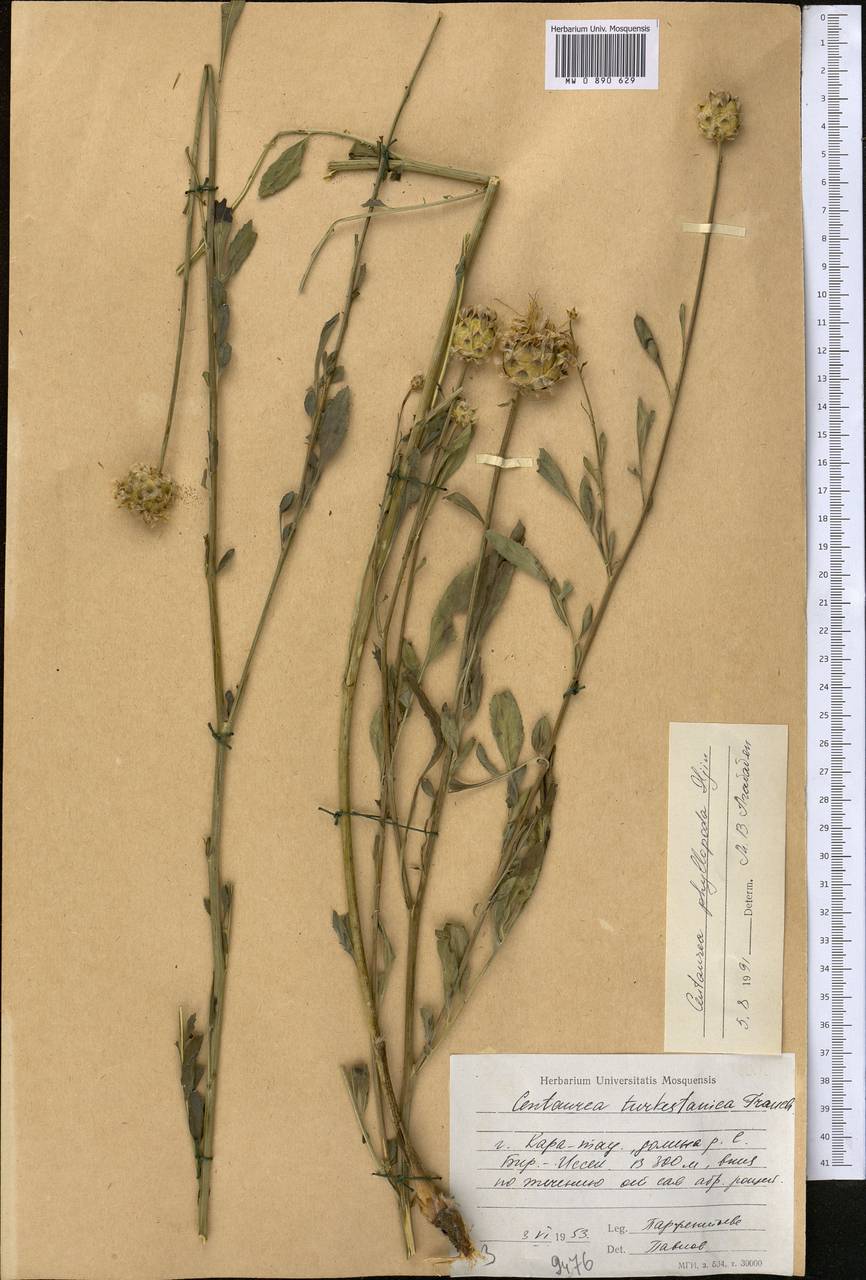 Rhaponticoides phyllopoda (Iljin) Negaresh, Middle Asia, Western Tian Shan & Karatau (M3) (Kazakhstan)