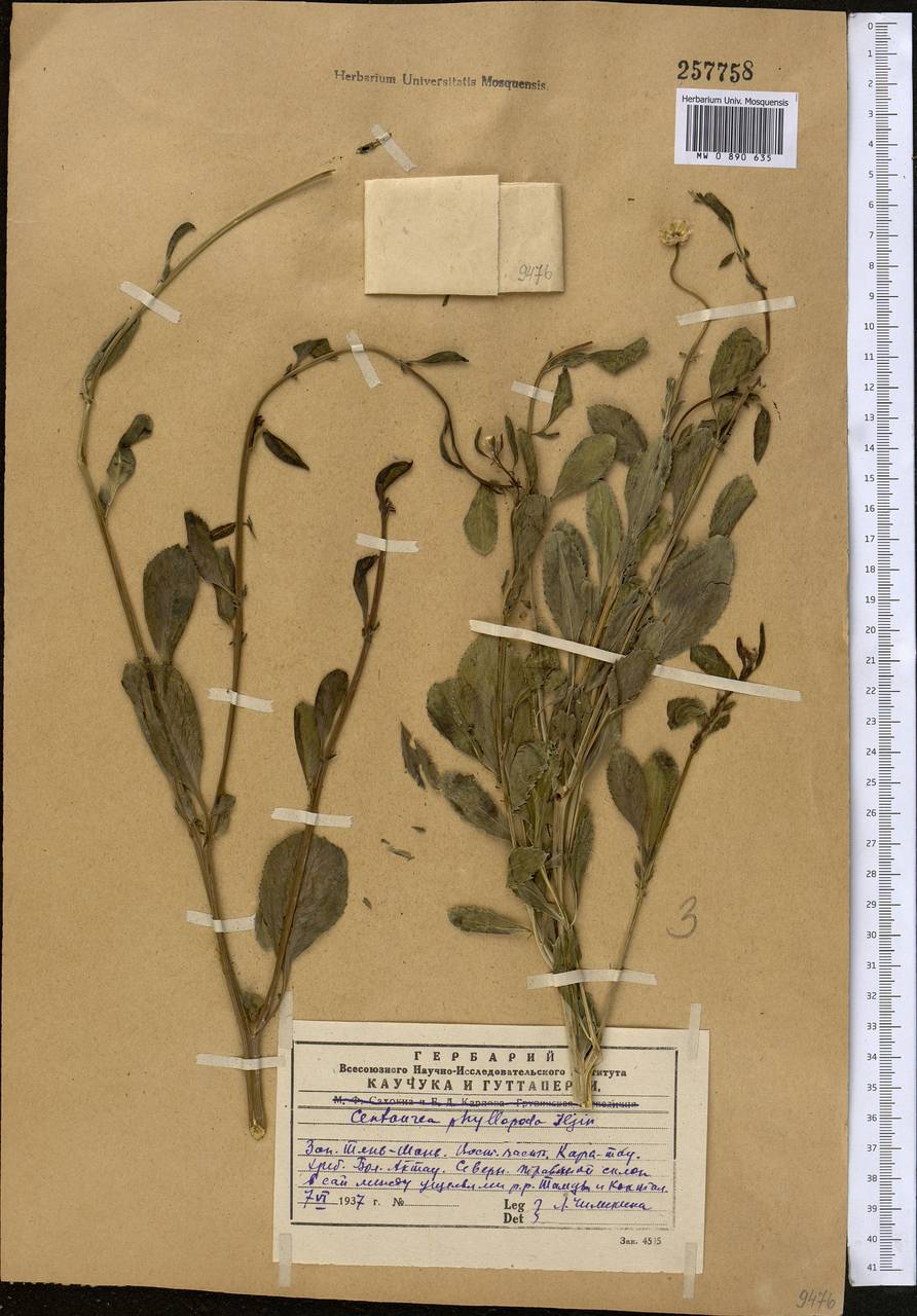 Rhaponticoides phyllopoda (Iljin) Negaresh, Middle Asia, Western Tian Shan & Karatau (M3) (Kazakhstan)