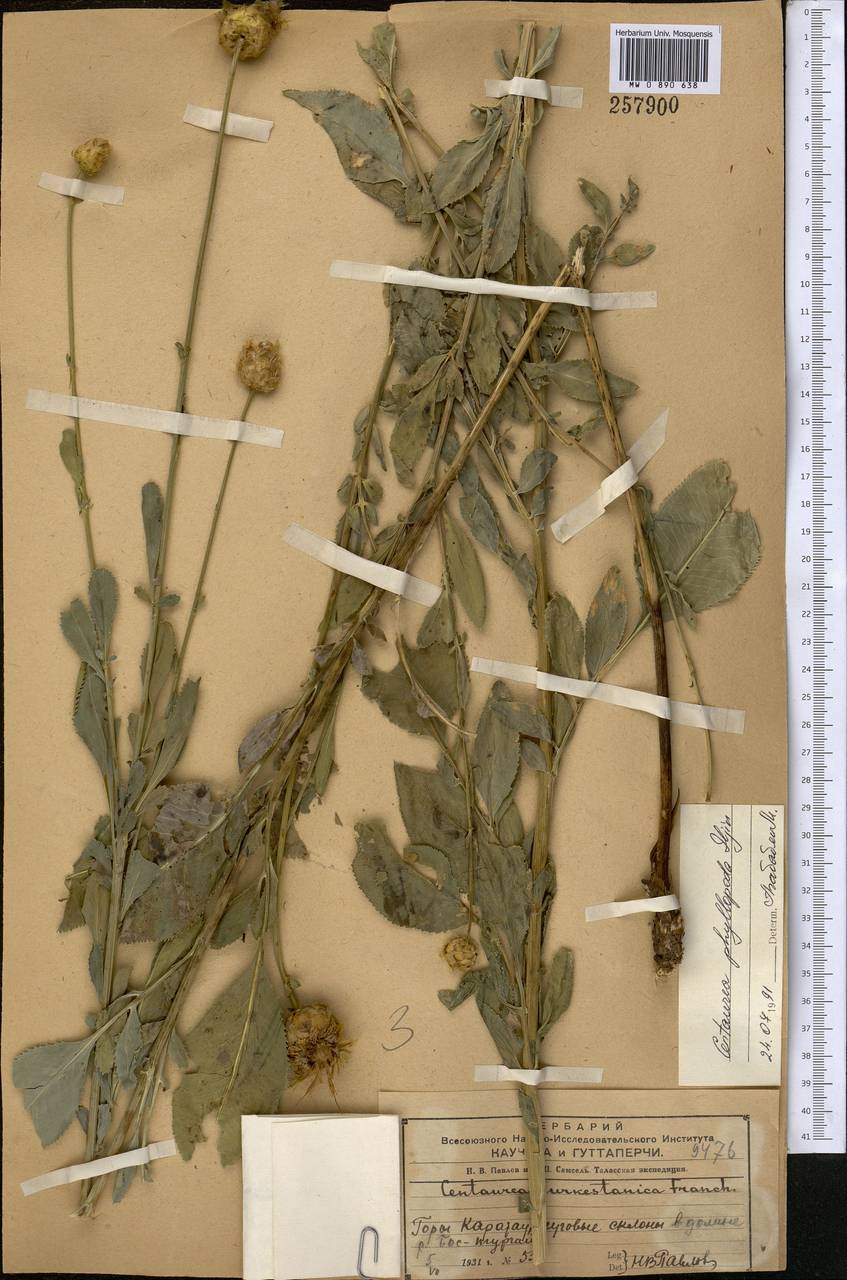 Rhaponticoides phyllopoda (Iljin) Negaresh, Middle Asia, Western Tian Shan & Karatau (M3) (Kyrgyzstan)