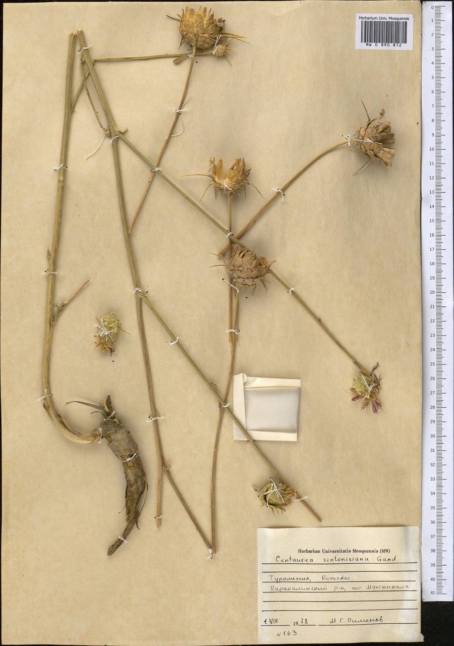Psephellus sintenisii (Freyn) Ertugrul & Uysal, Middle Asia, Kopet Dag, Badkhyz, Small & Great Balkhan (M1) (Turkmenistan)