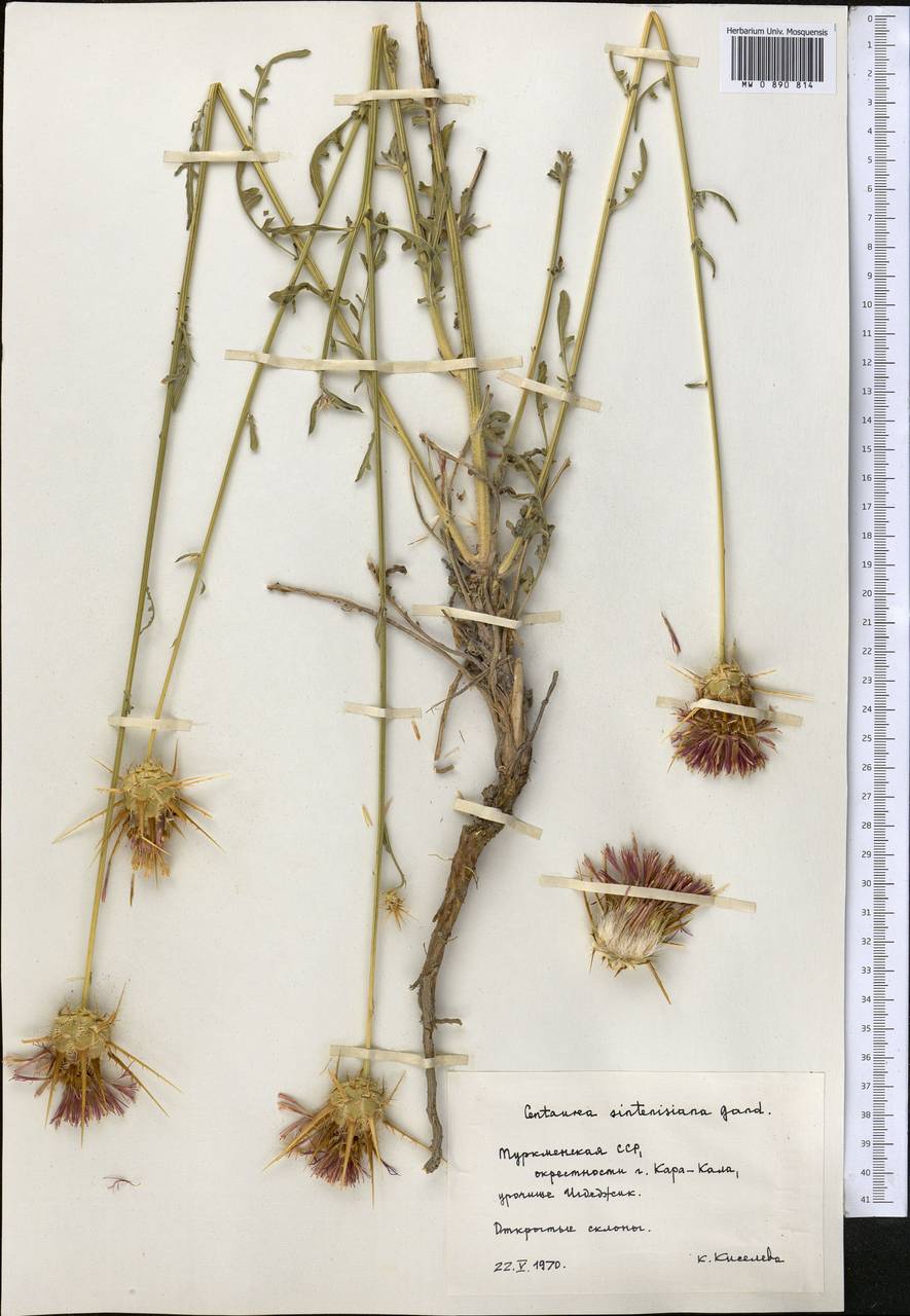 Psephellus sintenisii (Freyn) Ertugrul & Uysal, Middle Asia, Kopet Dag, Badkhyz, Small & Great Balkhan (M1) (Turkmenistan)