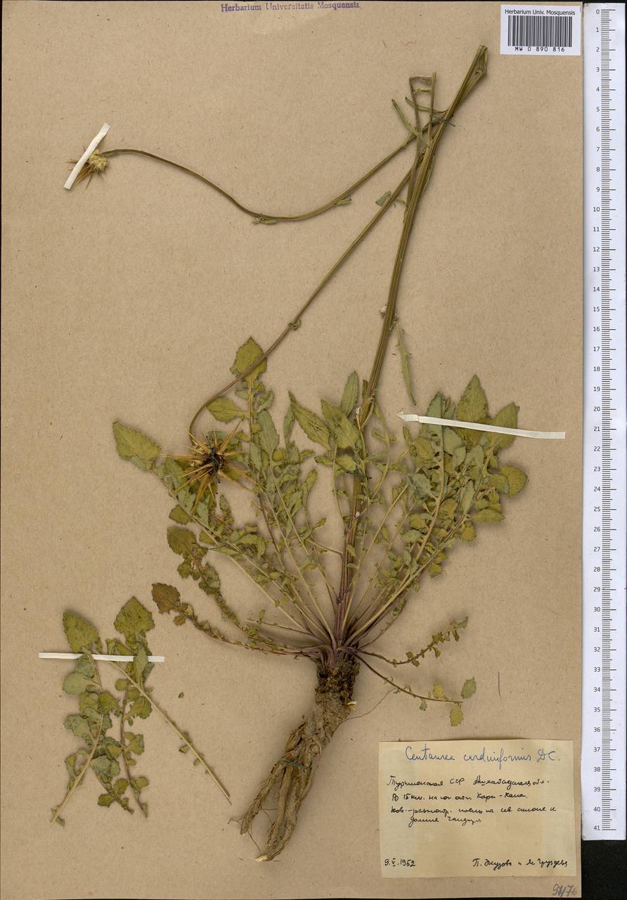 Psephellus sintenisii (Freyn) Ertugrul & Uysal, Middle Asia, Kopet Dag, Badkhyz, Small & Great Balkhan (M1) (Turkmenistan)