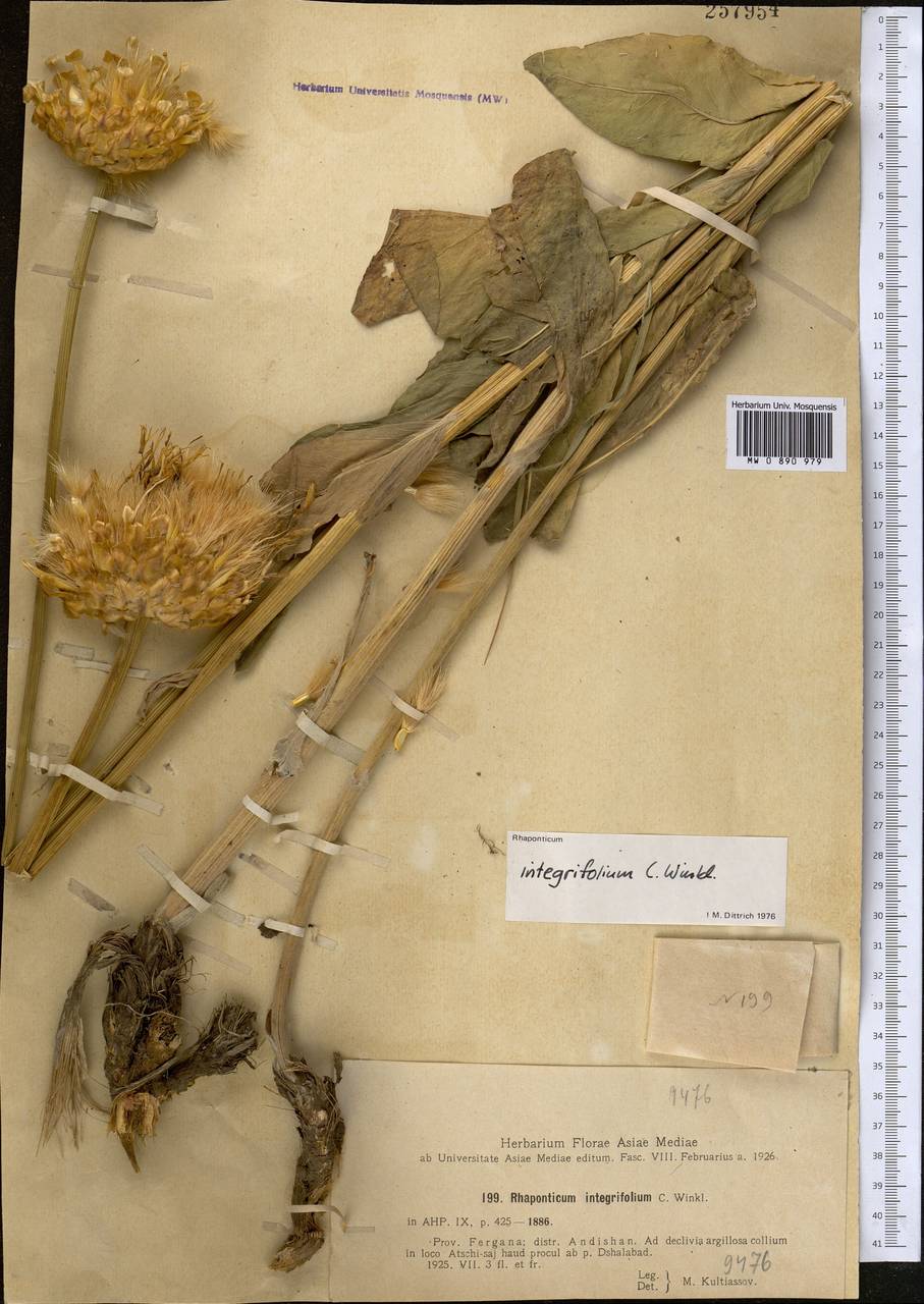 Rhaponticum integrifolium C. Winkl., Middle Asia, Western Tian Shan & Karatau (M3) (Kyrgyzstan)