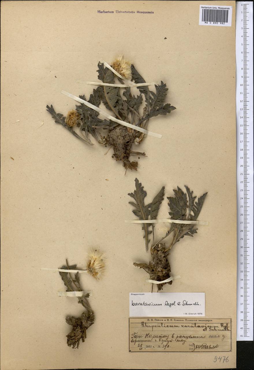 Rhaponticum karatavicum Regel & Schmalh., Middle Asia, Western Tian Shan & Karatau (M3) (Kazakhstan)