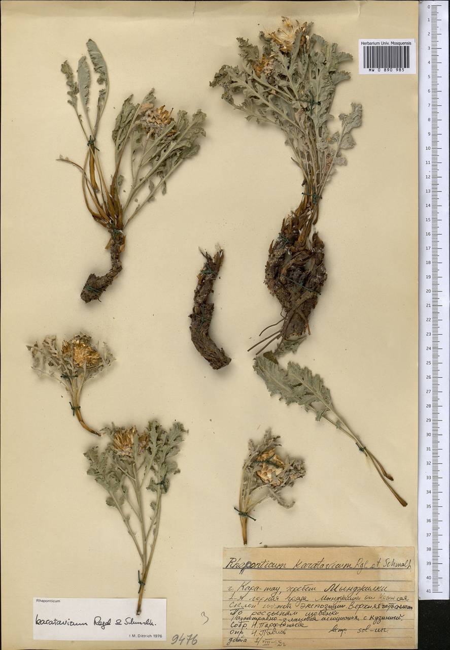 Rhaponticum karatavicum Regel & Schmalh., Middle Asia, Western Tian Shan & Karatau (M3) (Kazakhstan)
