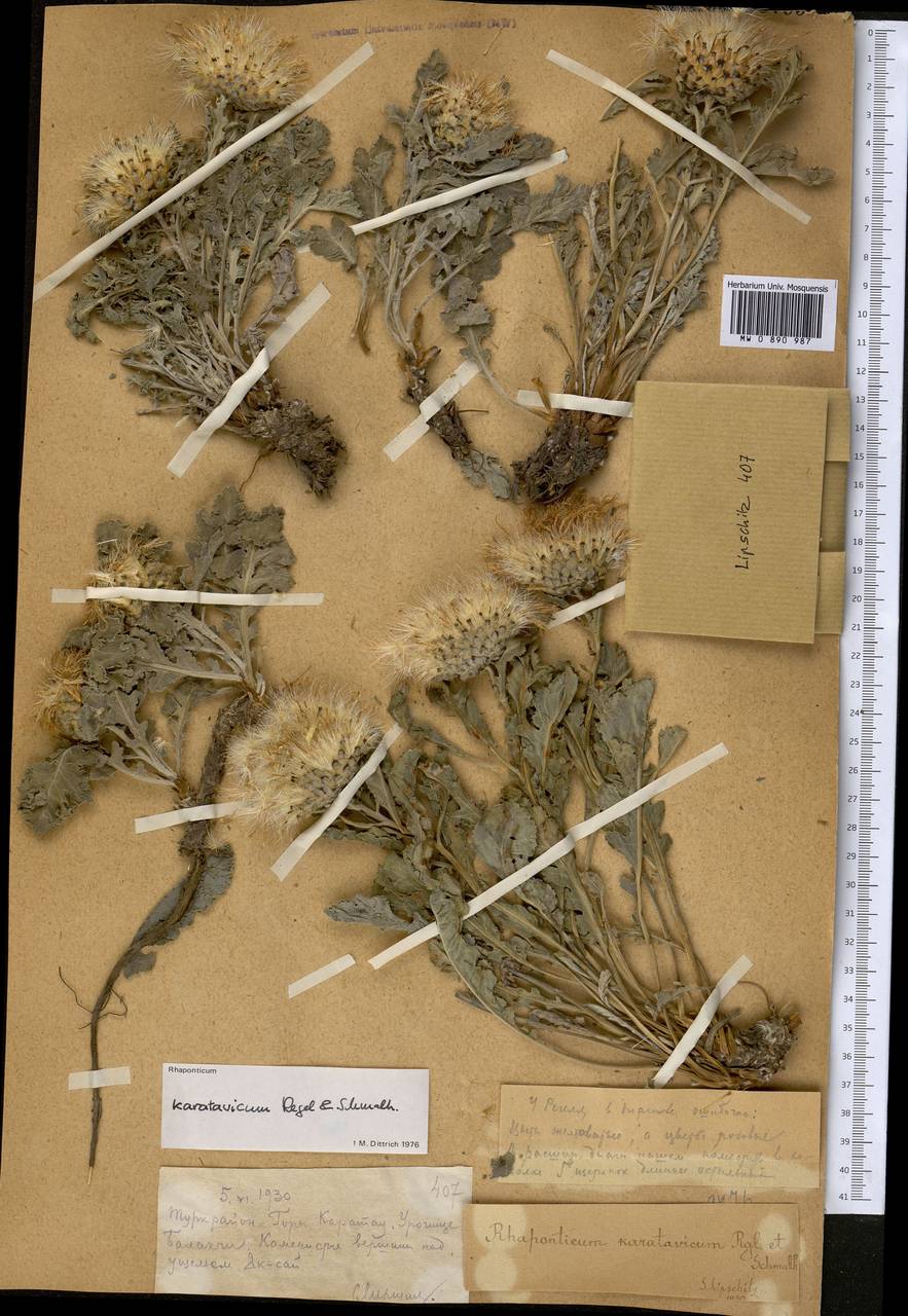 Rhaponticum karatavicum Regel & Schmalh., Middle Asia, Western Tian Shan & Karatau (M3) (Kazakhstan)