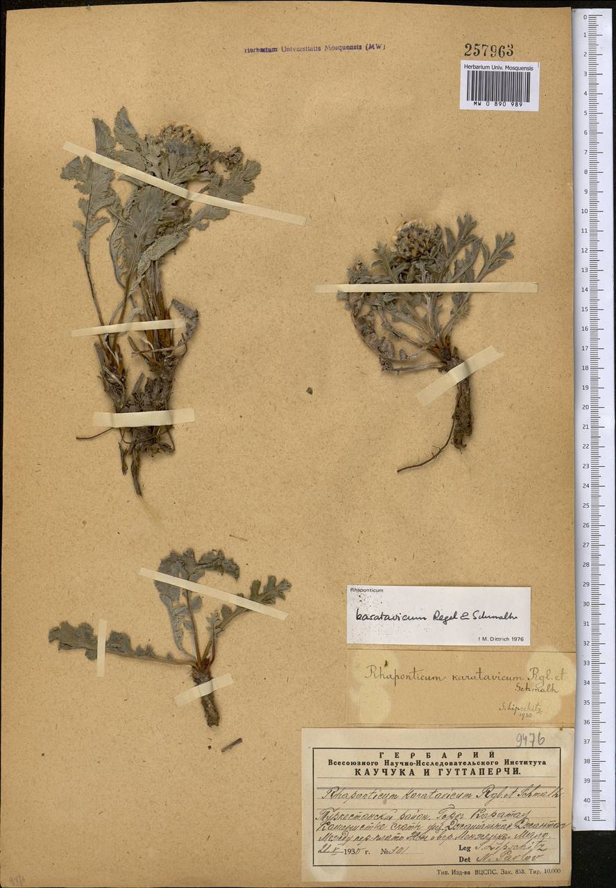 Rhaponticum karatavicum Regel & Schmalh., Middle Asia, Western Tian Shan & Karatau (M3) (Kazakhstan)