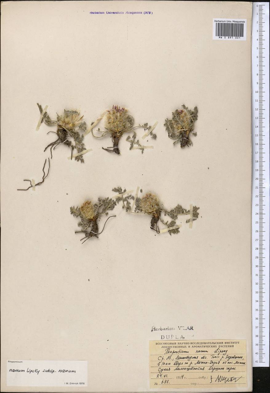 Rhaponticum nanum subsp. nanum, Middle Asia, Pamir & Pamiro-Alai (M2) (Tajikistan)