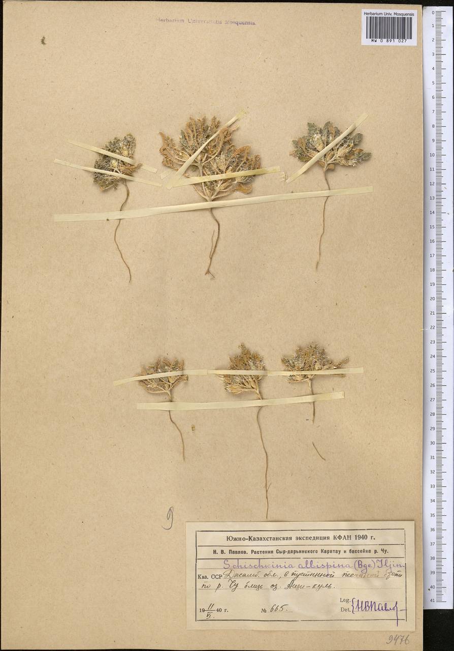 Schischkinia albispina (Bunge) Iljin, Middle Asia, Muyunkumy, Balkhash & Betpak-Dala (M9) (Kazakhstan)