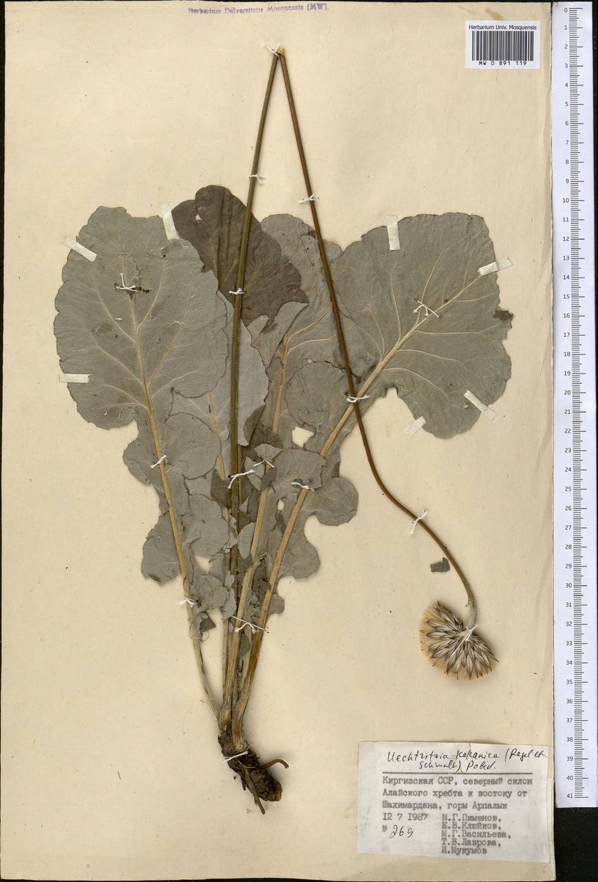 Uechtritzia kokanica (Regel & Schmalh.) Pobed., Middle Asia, Pamir & Pamiro-Alai (M2) (Kyrgyzstan)