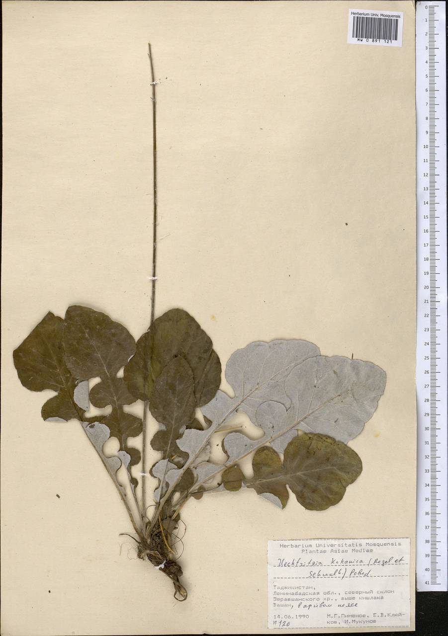 Uechtritzia kokanica (Regel & Schmalh.) Pobed., Middle Asia, Pamir & Pamiro-Alai (M2) (Tajikistan)