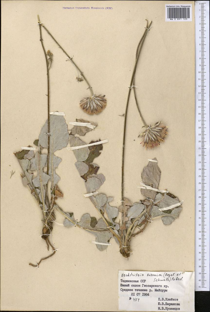 Uechtritzia kokanica (Regel & Schmalh.) Pobed., Middle Asia, Pamir & Pamiro-Alai (M2) (Tajikistan)