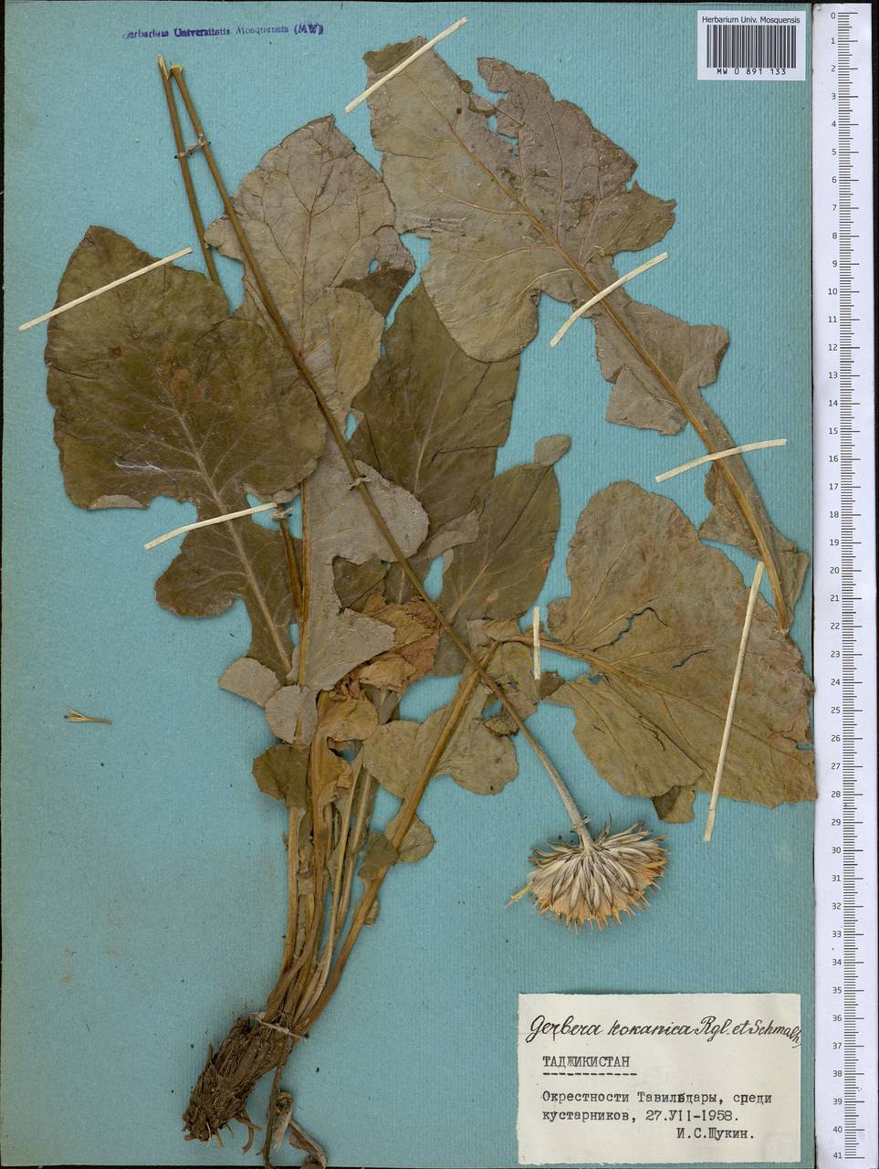 Uechtritzia kokanica (Regel & Schmalh.) Pobed., Middle Asia, Pamir & Pamiro-Alai (M2) (Tajikistan)