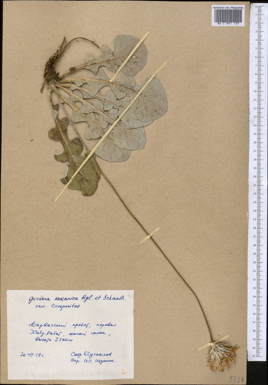 Uechtritzia kokanica (Regel & Schmalh.) Pobed., Middle Asia, Pamir & Pamiro-Alai (M2) (Tajikistan)