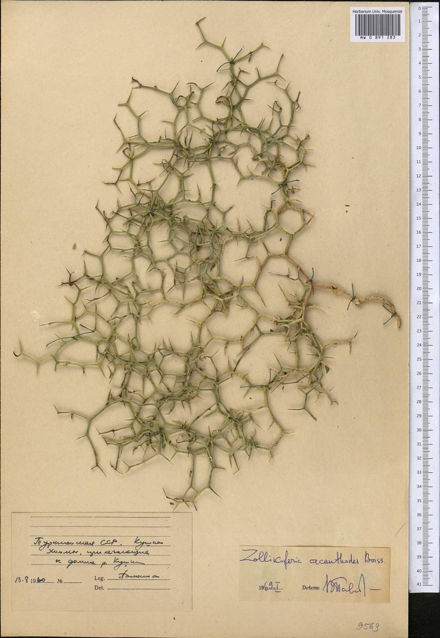 Launaea acanthodes subsp. acanthodes, Middle Asia, Kopet Dag, Badkhyz, Small & Great Balkhan (M1) (Turkmenistan)