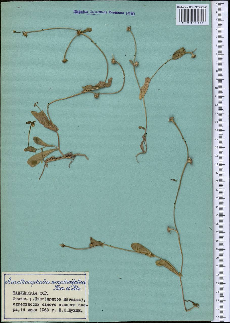 Acanthocephalus amplexifolius Kar. & Kir., Middle Asia, Pamir & Pamiro-Alai (M2) (Tajikistan)