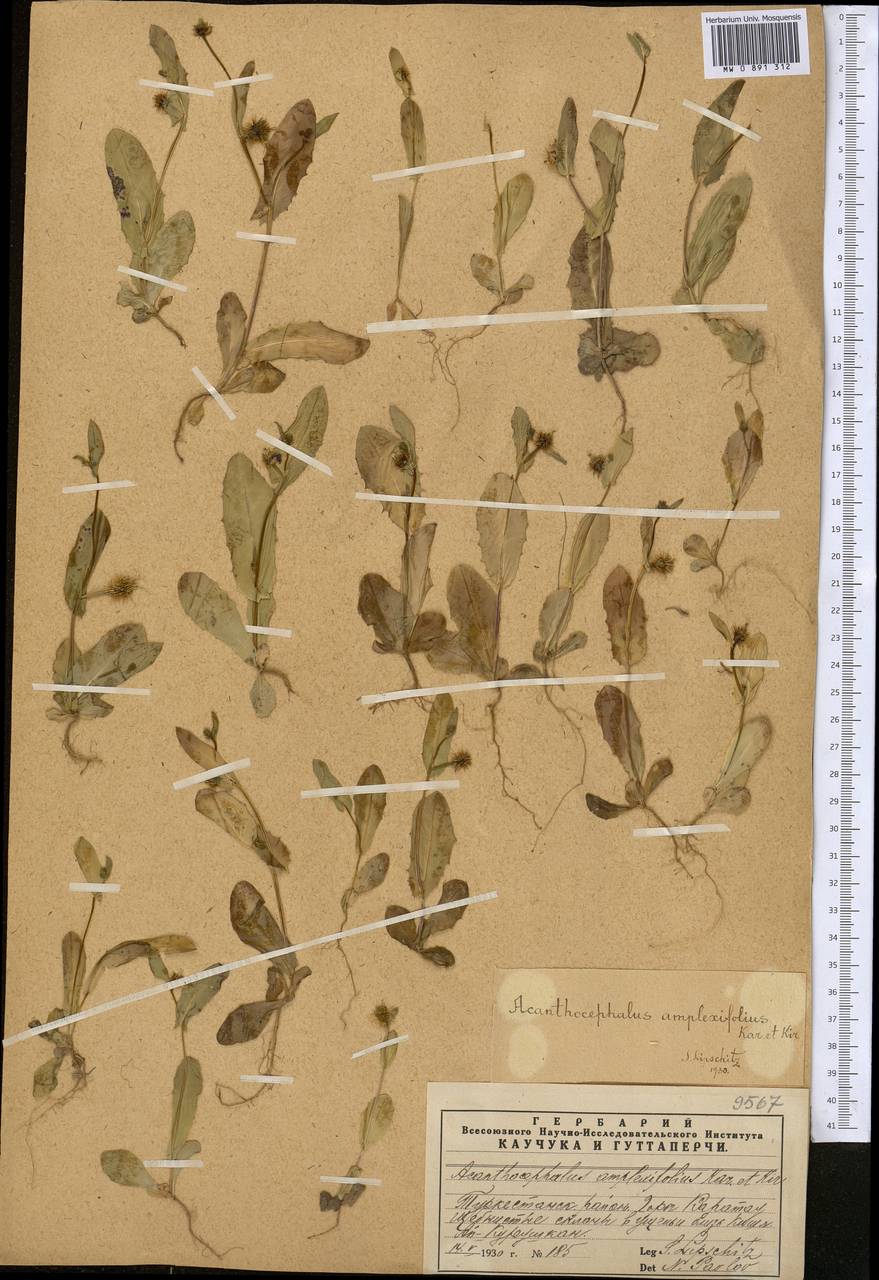 Acanthocephalus amplexifolius Kar. & Kir., Middle Asia, Western Tian Shan & Karatau (M3) (Kazakhstan)