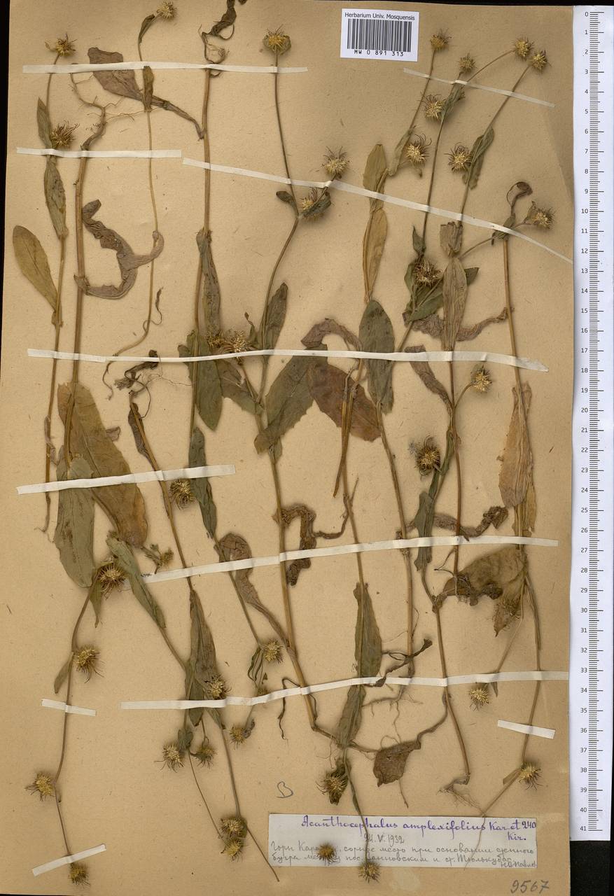 Acanthocephalus amplexifolius Kar. & Kir., Middle Asia, Western Tian Shan & Karatau (M3) (Kazakhstan)