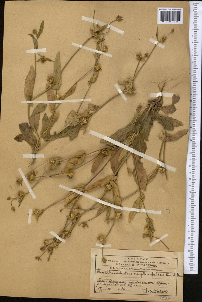 Acanthocephalus amplexifolius Kar. & Kir., Middle Asia, Western Tian Shan & Karatau (M3) (Kazakhstan)