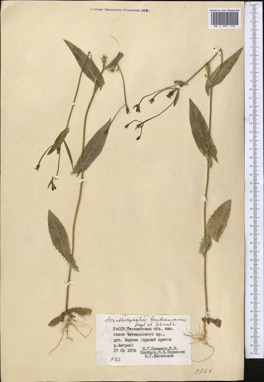 Acanthocephalus benthamianus Regel & Schmalh., Middle Asia, Western Tian Shan & Karatau (M3) (Uzbekistan)