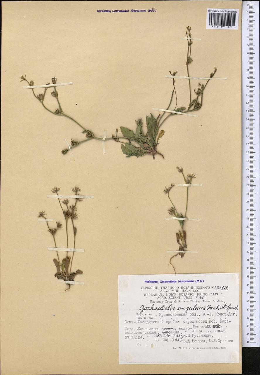Garhadiolus hedypnois (Fisch. & C. A. Mey.) Jaub. & Spach, Middle Asia, Kopet Dag, Badkhyz, Small & Great Balkhan (M1) (Turkmenistan)