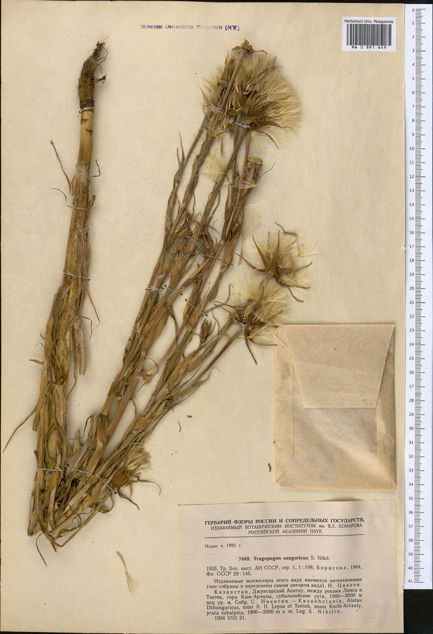 Tragopogon songoricus Nikitin, Middle Asia, Dzungarian Alatau & Tarbagatai (M5) (Kazakhstan)