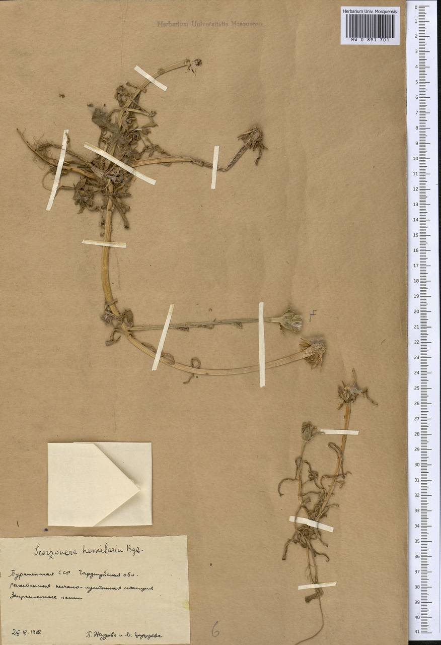 Epilasia hemilasia (Bunge) C. B. Cl., Middle Asia, Karakum (M6) (Turkmenistan)