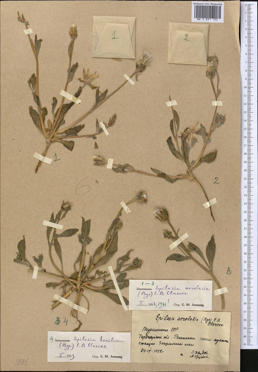 Epilasia hemilasia (Bunge) C. B. Cl., Middle Asia, Karakum (M6) (Turkmenistan)