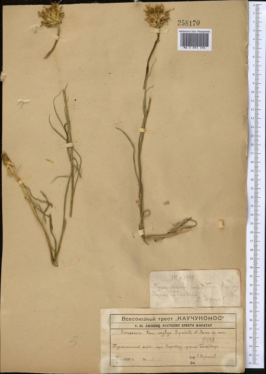 Ramaliella tau-saghyz (Lipsch. & G.G.Bosse) Yıld., Middle Asia, Western Tian Shan & Karatau (M3) (Kazakhstan)