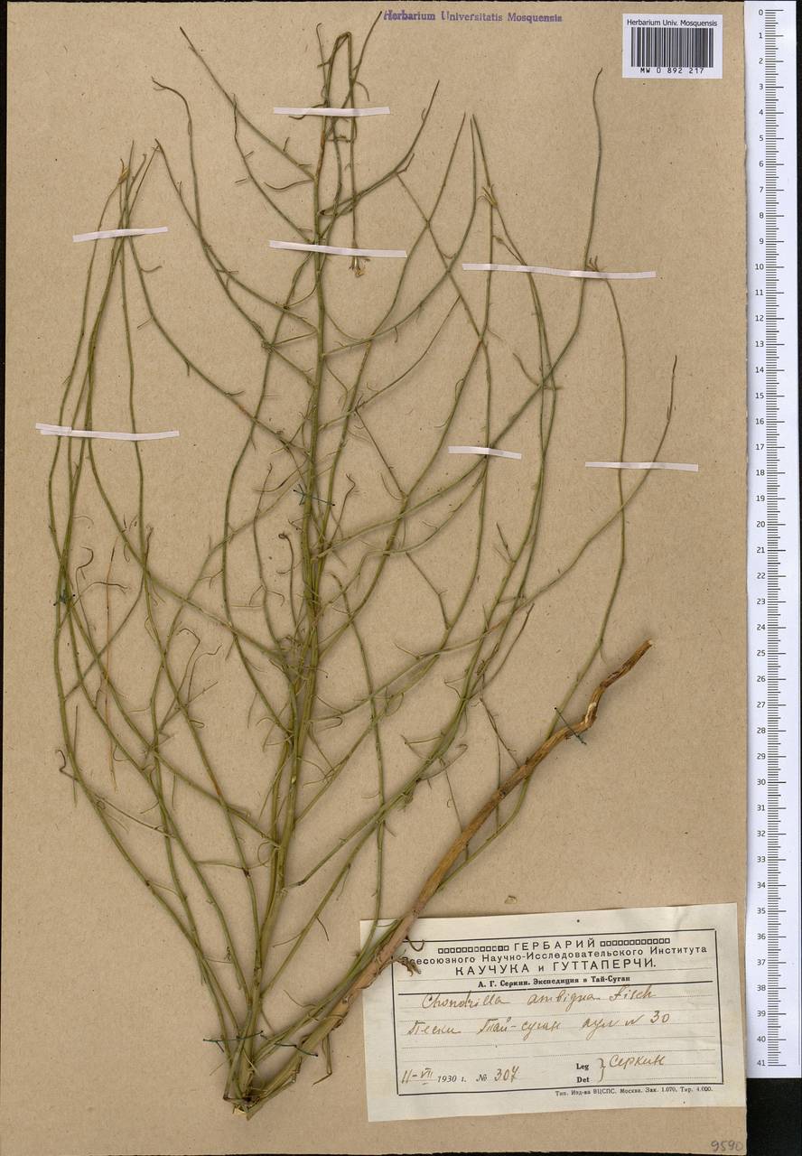 Chondrilla ambigua Fisch. ex Kar. & Kir., Middle Asia, Caspian Ustyurt & Northern Aralia (M8) (Kazakhstan)