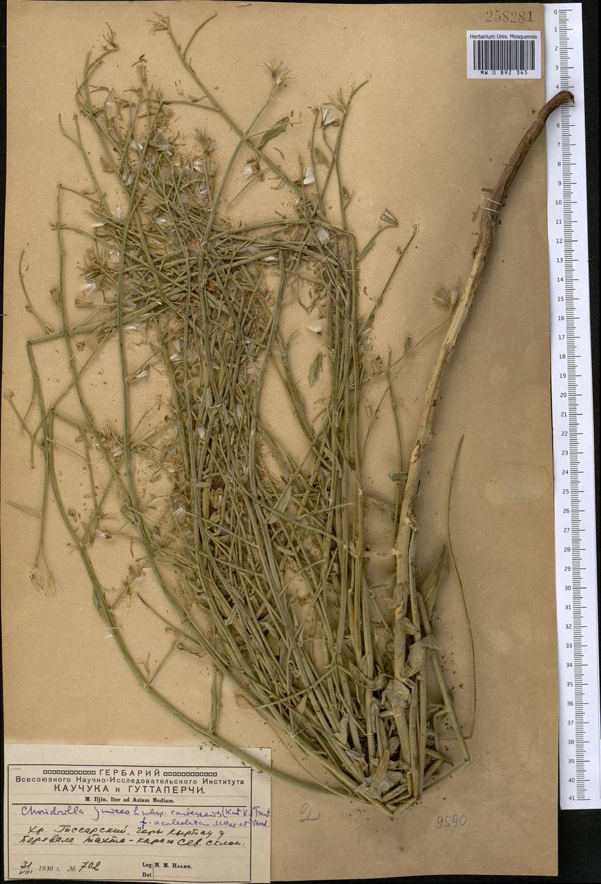 Chondrilla canescens Kar. & Kir., Middle Asia, Pamir & Pamiro-Alai (M2) (Uzbekistan)