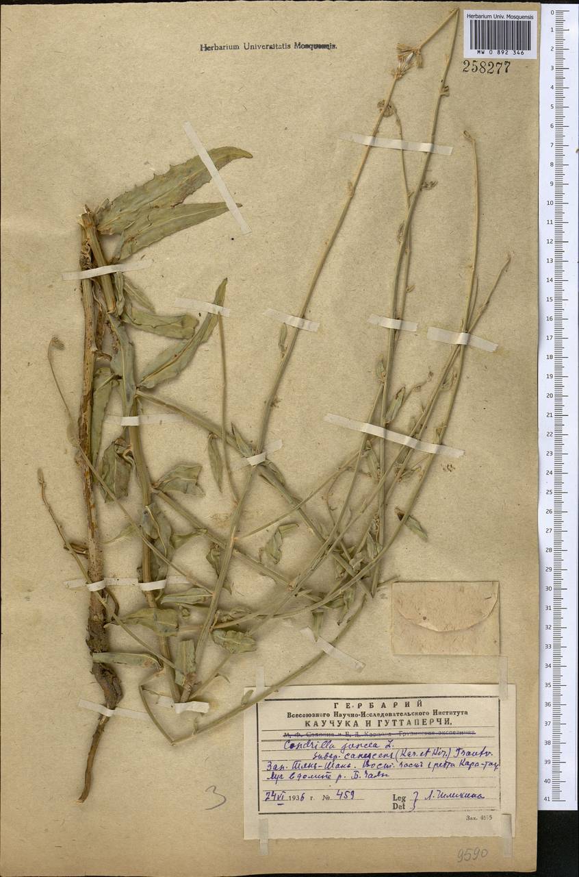 Chondrilla canescens Kar. & Kir., Middle Asia, Western Tian Shan & Karatau (M3) (Kazakhstan)